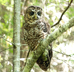 Spotted owl resting in a tree.jpg